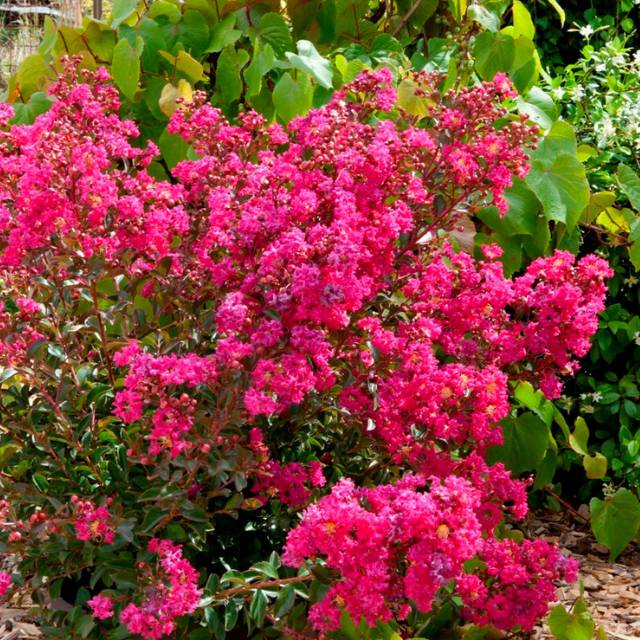 Lilas des Indes ‘Bouquet rouge‘