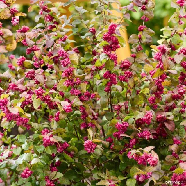 SYMPHORINE 'LITTLE BERRY'