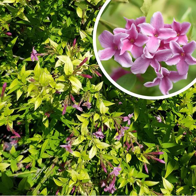 Jasmin Starry® Summer Scent