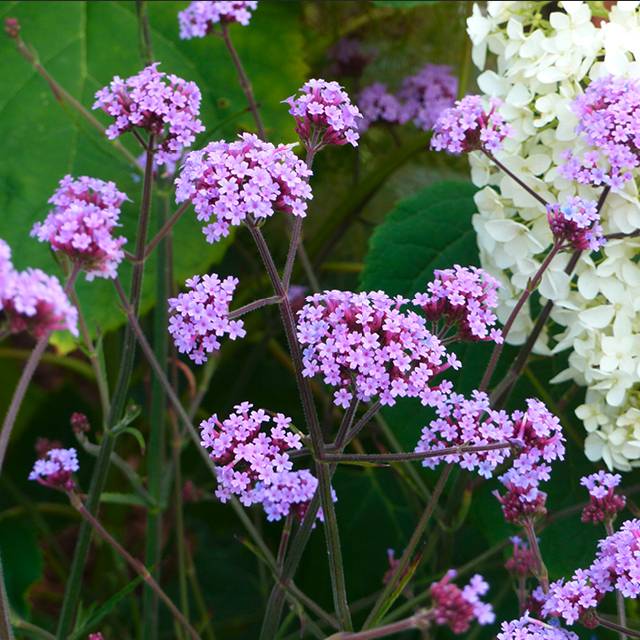 Verveine de Buenos Aires 'Lollipop' (le lot de 3 godets)