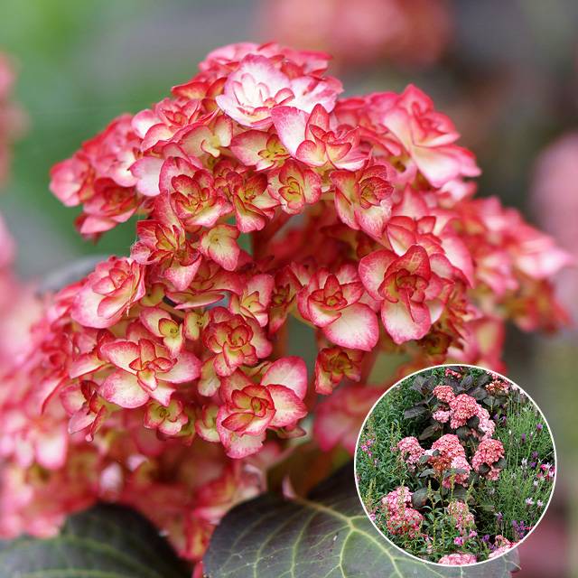 Hortensia You&Me®