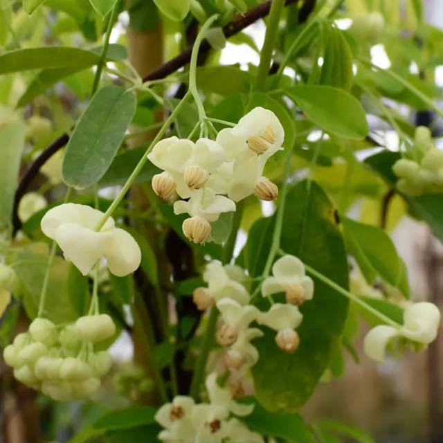 Plante - Akebie “Shirobana”