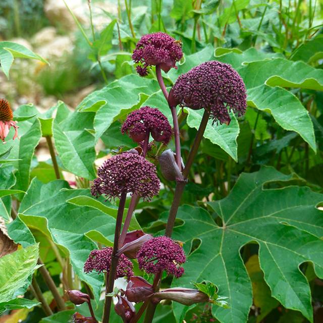 Angélique rouge (le lot de 3 godets)