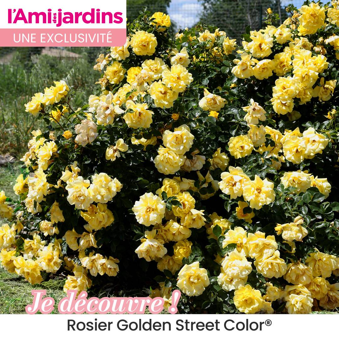 Rosier Golden Street Color®