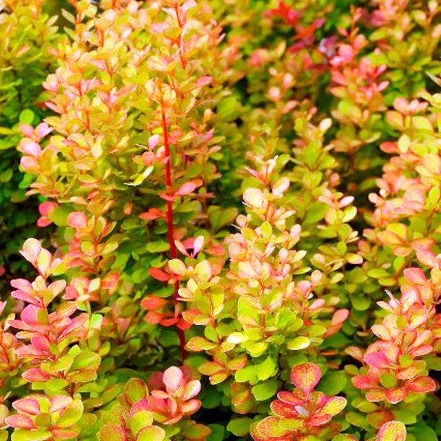 Épine-vinette‘Orange Torch’