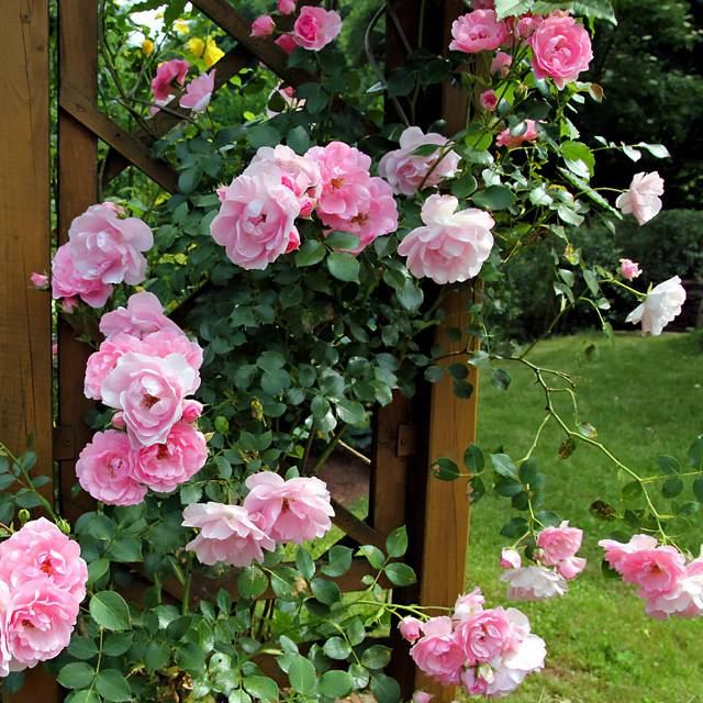 Plante - Rosier “Parfum d’Evita”