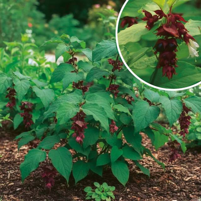 Arbre aux faisans 'Purple Rain'