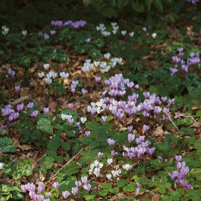 Cyclamen de Naples x 10