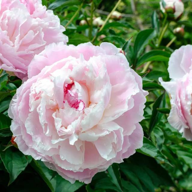 PIVOINE 'SHIRLEY TEMPLE'