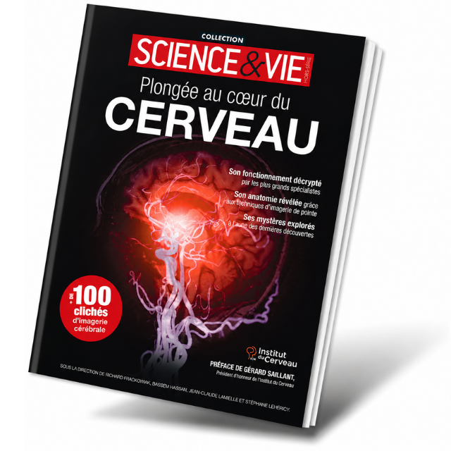 Plongée au cœur du cerveau