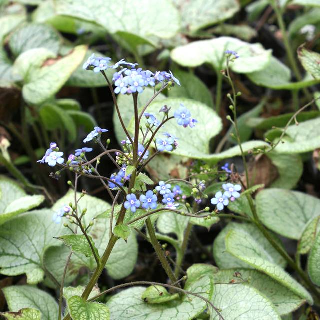 Brunnera 'Looking Glass'