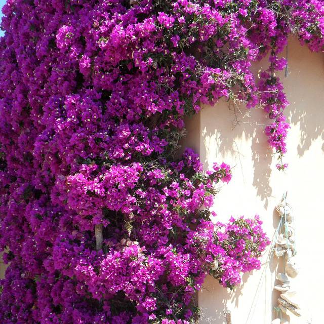 Plante - Bougainvillée ‘Violet de Mèze’