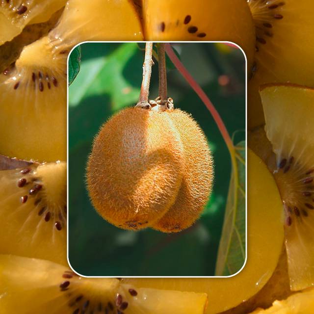 Plante - Kiwi jaune Golden Kiwi