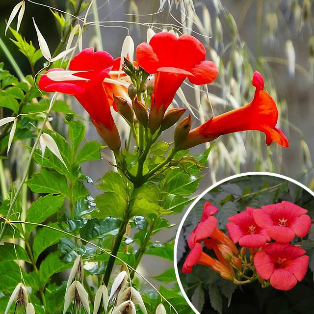 Plante - Bignone “Ebony and Red”