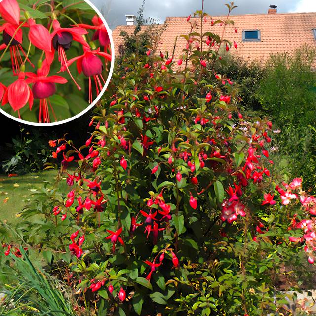Plante - Fuchsia Lady Boothby