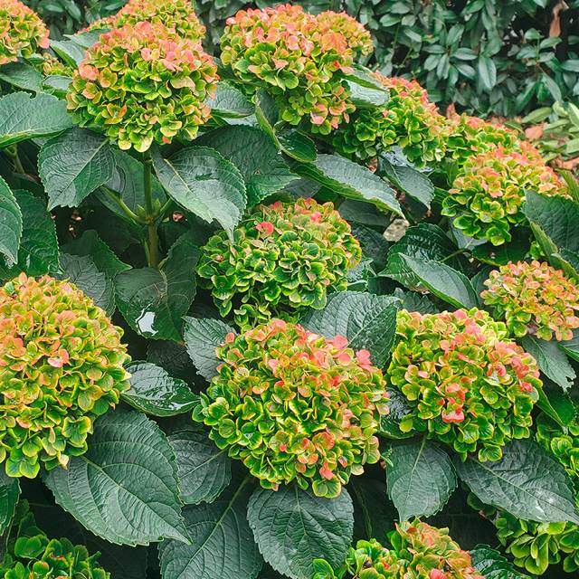 Plante - Hortensia 'Green Ever Belles'®