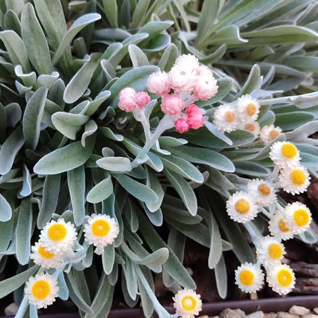 Lot de 3 Helichryse ‘Ruby Cluster’