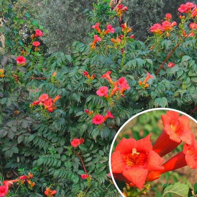 Plante -Bignone ‘Tango’