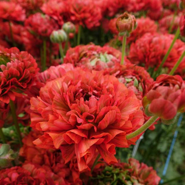 Renoncule ‘Crown Bastille’ Romance