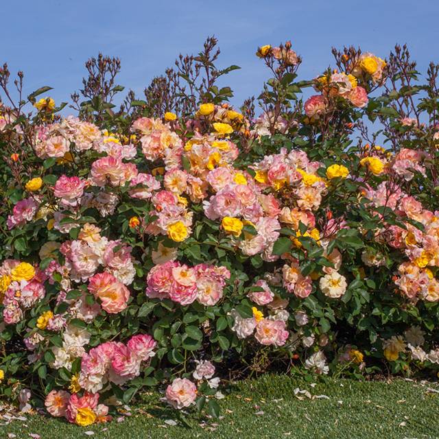 Rosier 'Rêve de Paris'