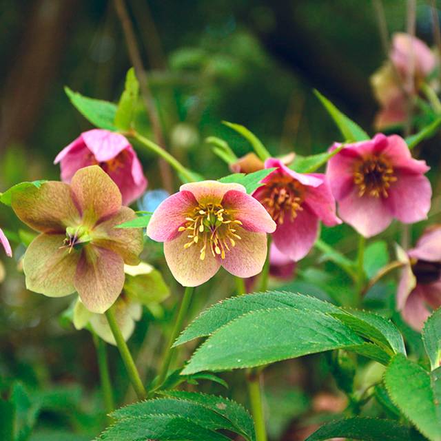 Plante - Hellébore ‘Picotee Lady’