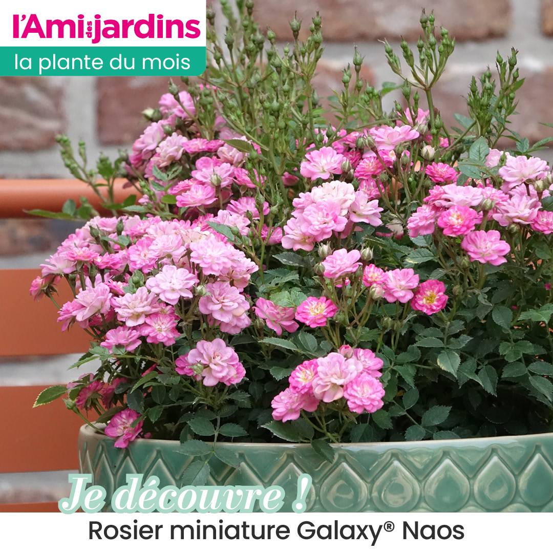 Rosier miniature Galaxy® Naos