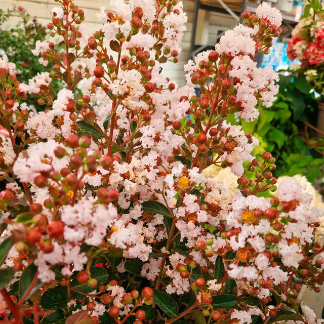Plante - Lilas Des Indes Enduring White