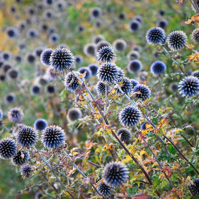 Plante - Lot de 2 Boules azurées 'Taplow Blue'