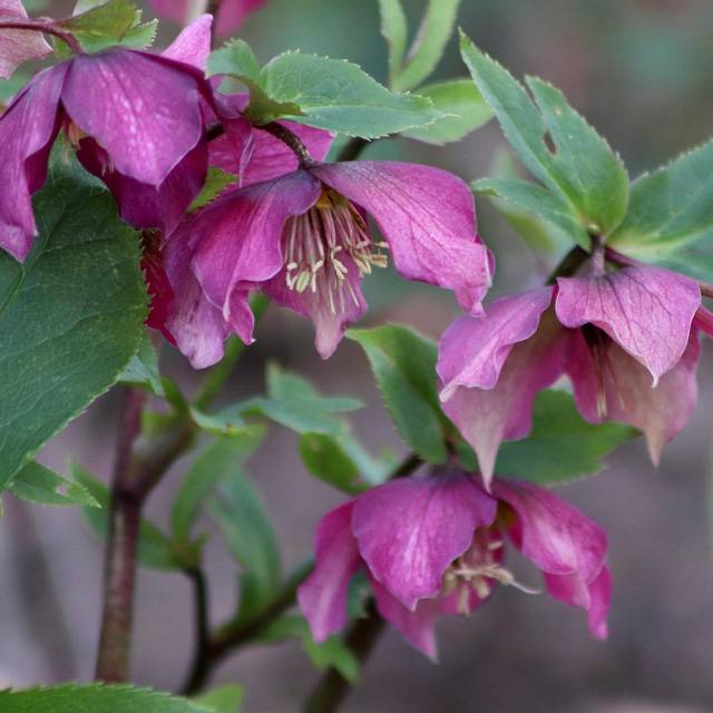 Hellébore orientale  'Red Hybrids'