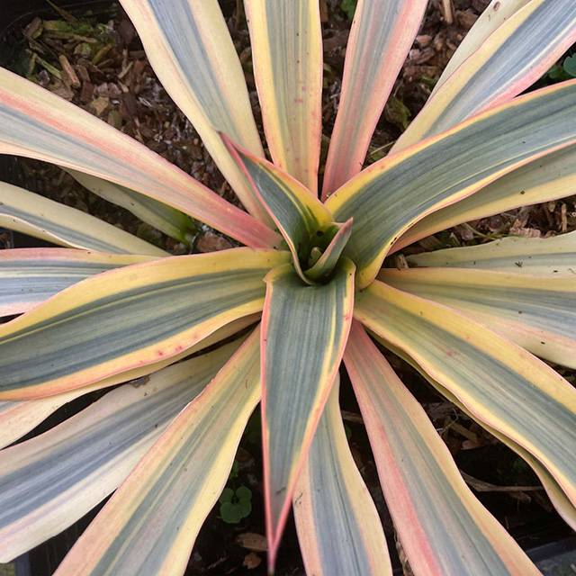Yucca Citrus Twist