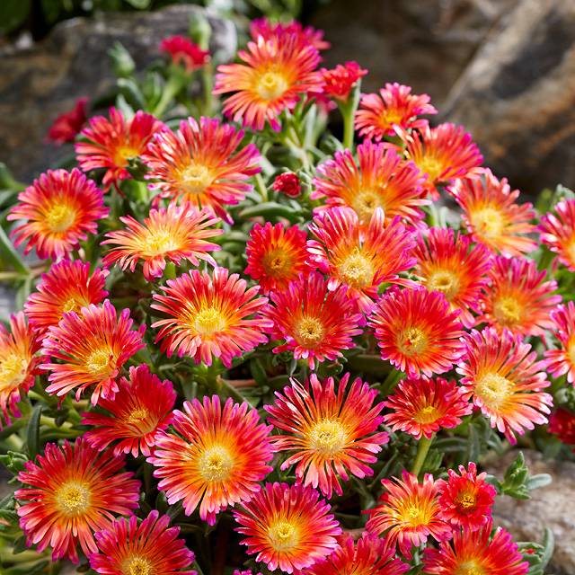 Délosperma Ocean Sunset® Orange Glow
