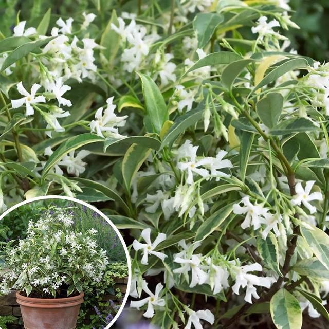 Lot de 3 jasmins étoilé Sun Lover®