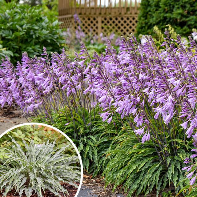 Hosta Silly String
