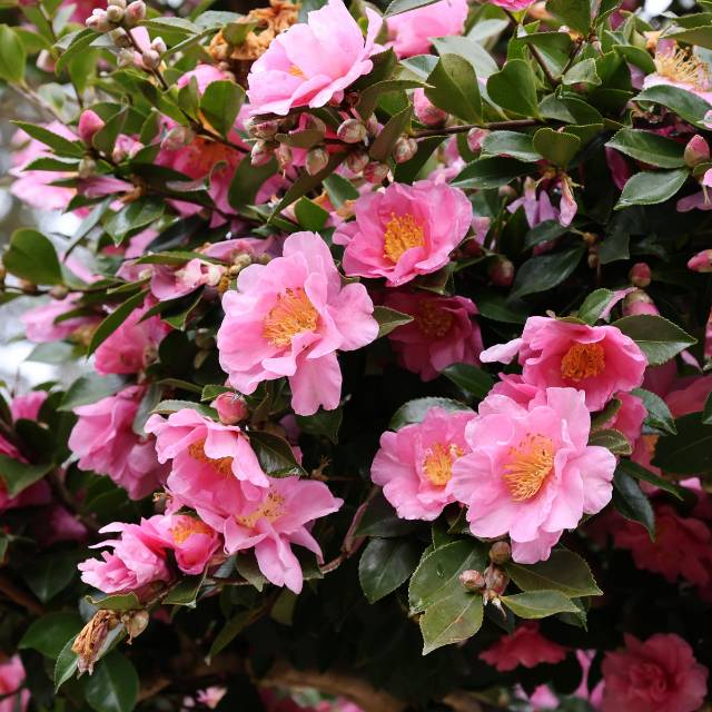 Camélia ‘Waterfall Pink’