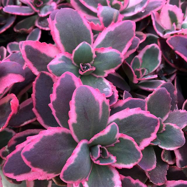 Orpin 'Dream Dazzler' (le lot de 3 godets)