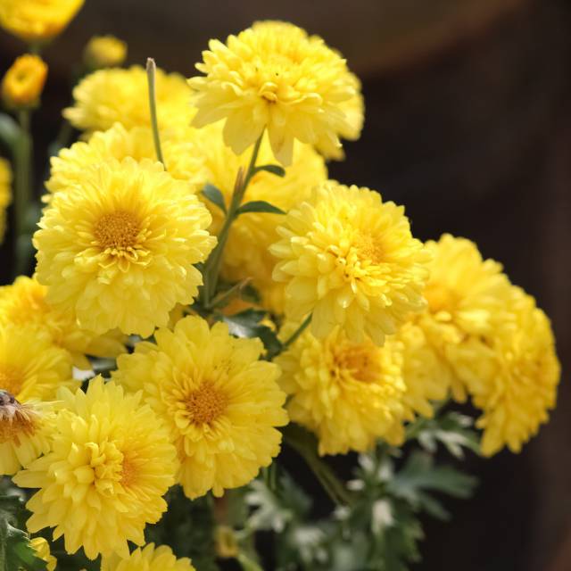 Marguerites d’automne ‘Citronella’