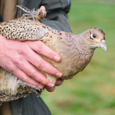 A-t-on le droit de transporter un animal blessé ?