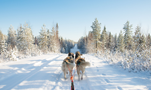 Kisoquemag : découvrez notre séjour en Laponie