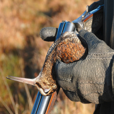 Bécasse : un modèle de gestion