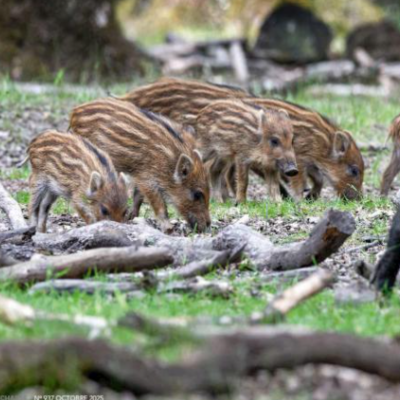 Quand le sanglier impose sa loi